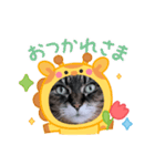 うちのキジトラ【動物フレーム】（個別スタンプ：2）