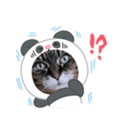 うちのキジトラ【動物フレーム】（個別スタンプ：3）