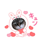 うちのキジトラ【動物フレーム】（個別スタンプ：5）