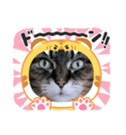 うちのキジトラ【動物フレーム】（個別スタンプ：6）
