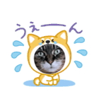 うちのキジトラ【動物フレーム】（個別スタンプ：7）