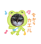 うちのキジトラ【動物フレーム】（個別スタンプ：8）