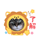 うちのキジトラ【動物フレーム】（個別スタンプ：9）