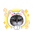 うちのキジトラ【動物フレーム】（個別スタンプ：10）