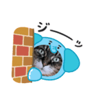 うちのキジトラ【動物フレーム】（個別スタンプ：12）