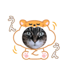 うちのキジトラ【動物フレーム】（個別スタンプ：13）