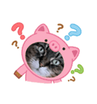 うちのキジトラ【動物フレーム】（個別スタンプ：14）
