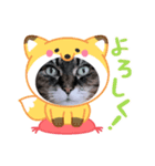 うちのキジトラ【動物フレーム】（個別スタンプ：16）