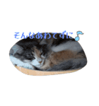 あすねこのスタンプ5（個別スタンプ：4）