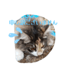あすねこのスタンプ5（個別スタンプ：5）