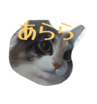あすねこのスタンプ5（個別スタンプ：7）