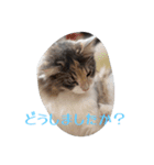 あすねこのスタンプ5（個別スタンプ：8）