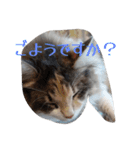 あすねこのスタンプ5（個別スタンプ：9）