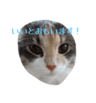 あすねこのスタンプ5（個別スタンプ：12）