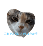 あすねこのスタンプ5（個別スタンプ：13）