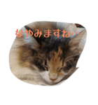 あすねこのスタンプ5（個別スタンプ：14）