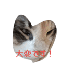 あすねこのスタンプ5（個別スタンプ：15）