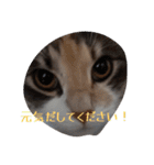 あすねこのスタンプ5（個別スタンプ：16）