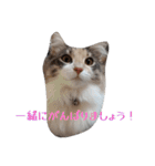 あすねこのスタンプ5（個別スタンプ：17）