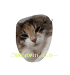 あすねこのスタンプ5（個別スタンプ：18）