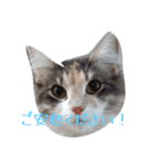 あすねこのスタンプ5（個別スタンプ：19）