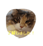 あすねこのスタンプ5（個別スタンプ：20）