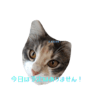 あすねこのスタンプ5（個別スタンプ：21）