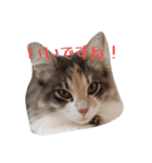 あすねこのスタンプ5（個別スタンプ：22）