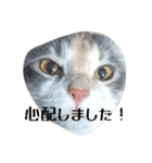 あすねこのスタンプ5（個別スタンプ：23）