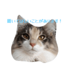 あすねこのスタンプ5（個別スタンプ：24）