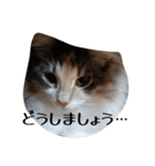 あすねこのスタンプ5（個別スタンプ：25）