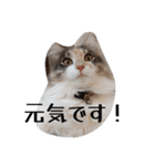 あすねこのスタンプ5（個別スタンプ：27）