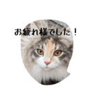 あすねこのスタンプ5（個別スタンプ：30）