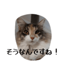 あすねこのスタンプ5（個別スタンプ：31）