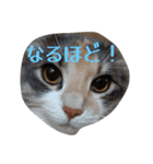 あすねこのスタンプ5（個別スタンプ：32）