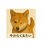 久留米弁の柴犬、大吉（個別スタンプ：3）