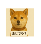 久留米弁の柴犬、大吉（個別スタンプ：6）