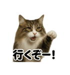 闘魂注入！ノルウェージャンフォレスト猫（個別スタンプ：1）