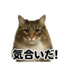 闘魂注入！ノルウェージャンフォレスト猫（個別スタンプ：2）