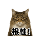 闘魂注入！ノルウェージャンフォレスト猫（個別スタンプ：3）