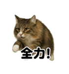 闘魂注入！ノルウェージャンフォレスト猫（個別スタンプ：4）