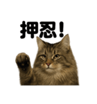 闘魂注入！ノルウェージャンフォレスト猫（個別スタンプ：5）