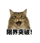 闘魂注入！ノルウェージャンフォレスト猫（個別スタンプ：10）
