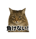 闘魂注入！ノルウェージャンフォレスト猫（個別スタンプ：11）