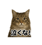 闘魂注入！ノルウェージャンフォレスト猫（個別スタンプ：12）