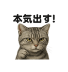 【闘魂注入！】アメリカンショートヘア猫（個別スタンプ：9）