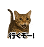 【闘魂注入！】負けず嫌いなベルガル猫LINE（個別スタンプ：13）
