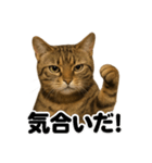 【闘魂注入！】負けず嫌いなベルガル猫LINE（個別スタンプ：14）
