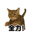 【闘魂注入！】負けず嫌いなベルガル猫LINE（個別スタンプ：15）