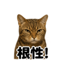 【闘魂注入！】負けず嫌いなベルガル猫LINE（個別スタンプ：16）
